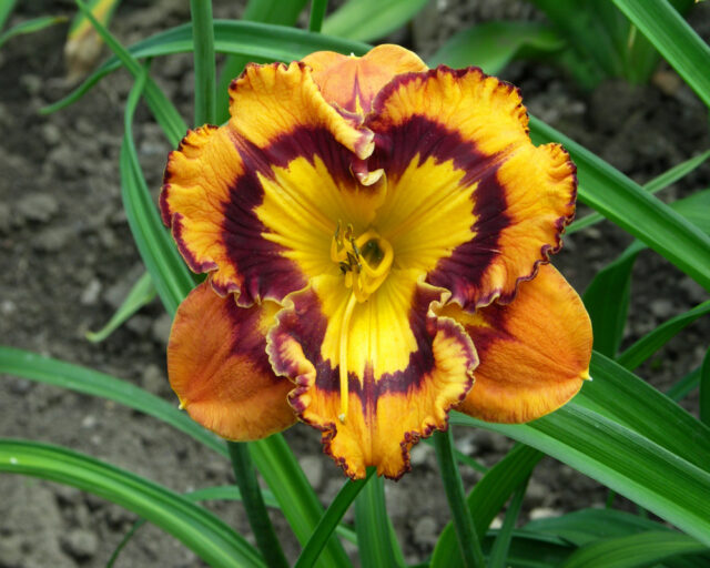 Denivky jsou úžasné trvalky všech barev i tvarů