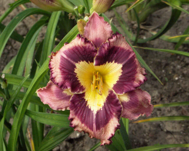 Denivky jsou úžasné trvalky všech barev i tvarů