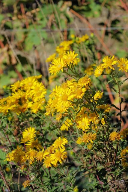 Heterotheca camporum začátek podzimu