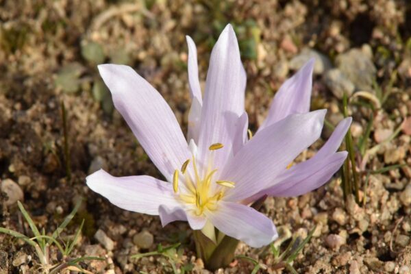 Colchicum trigynum