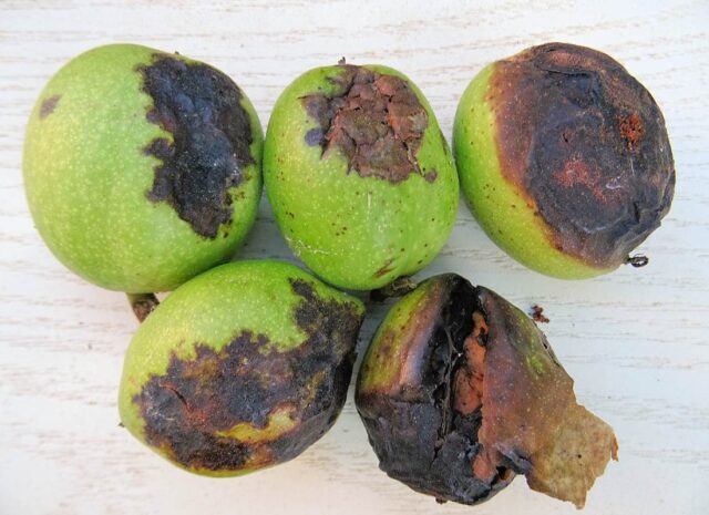 Problémy zahrádkářů - dotazy/odpovědi