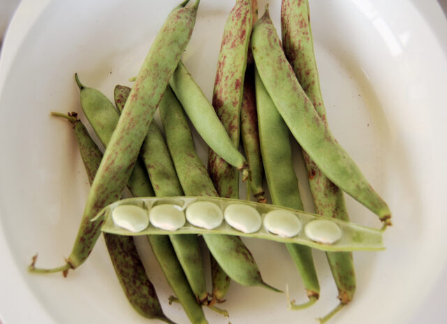 Sklizeň fazolí na semeno