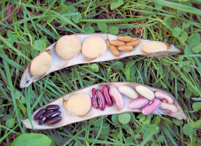 Fazole semeno - sklizeň v září