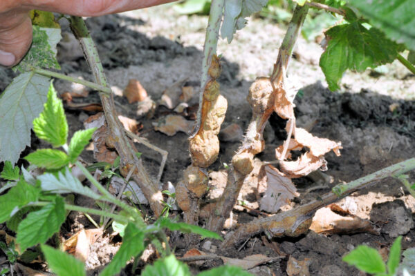 Problémy zahrádkářů - dotazy/odpovědi