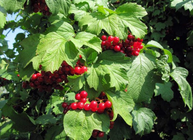 Červené plody kaliny