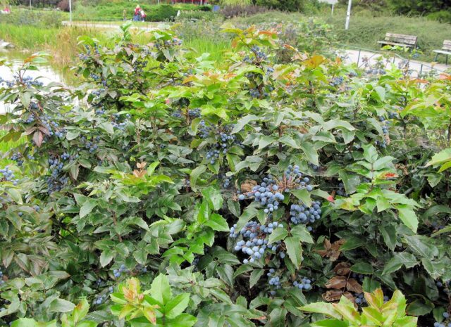 Mahónie je stálezelená