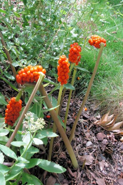 Bylina Áron v květu