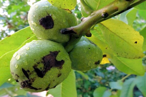 Problémy zahrádkářů - dotazy/odpovědi