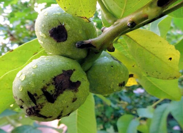 Problémy zahrádkářů - dotazy/odpovědi