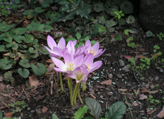 Ocúny zdobí podzimní skalky