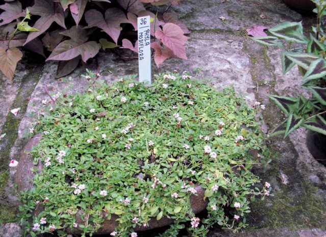 Nenáročná Phyla nodiflora spolehlivě obrůstá skalky souvislým porostem