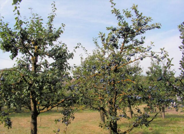 Slivoňový den v Troji přilákal desítky návštěvníků