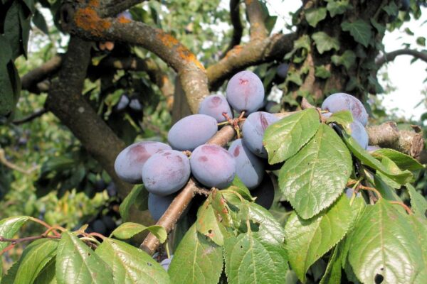 Slivoň odrůda JOJO