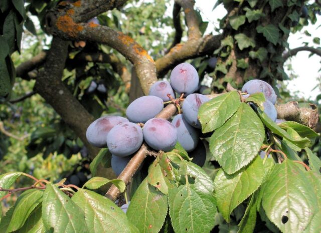 Slivoň odrůda JOJO