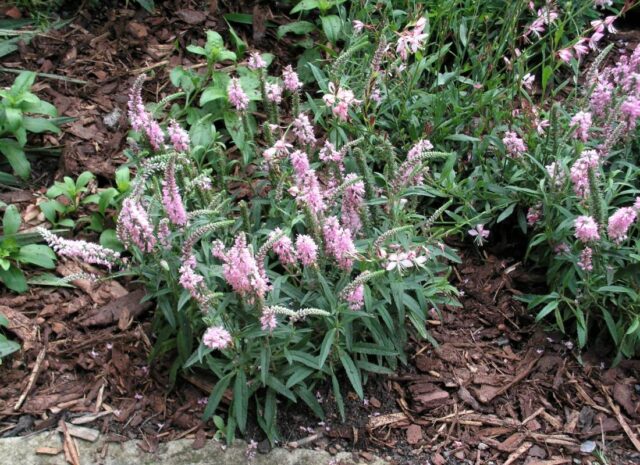 Podzimní skalky oživí růžově kvetoucí rozrazil