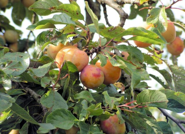 Šarka dokáže změnit chuť slivoní