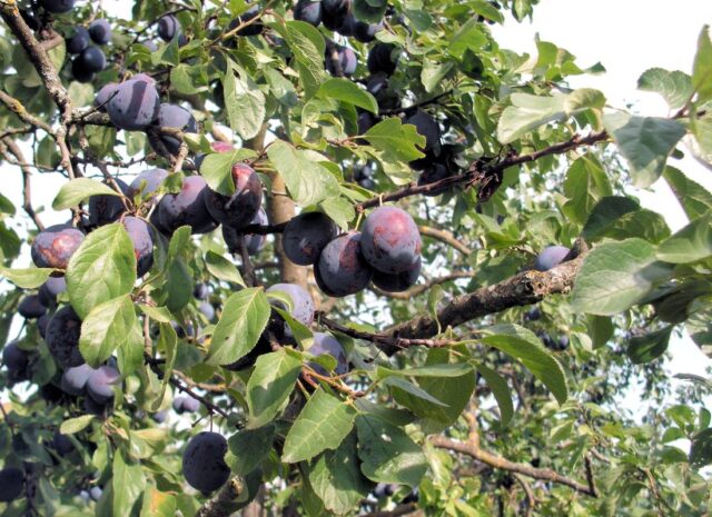 Slivoňový den a kolekce odrůd švestek