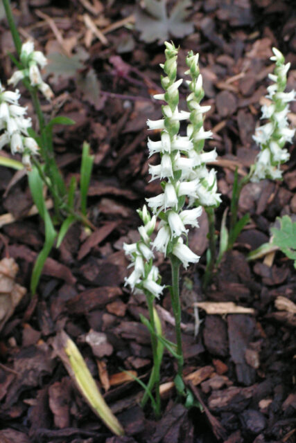 Švihlík orchidej vykvétající na podzim