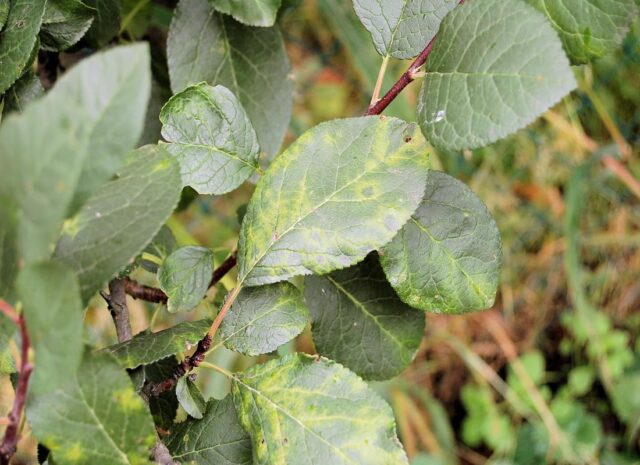 Virové neštovice na slivoních