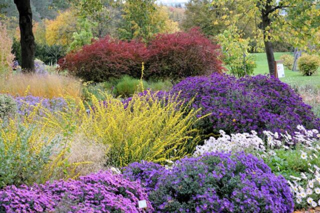 Podzimní trvalkové záhony hýří barvami