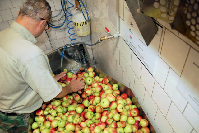 Jablka připravená k moštování