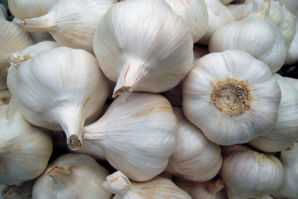 Ozimý širokolistý nepaličák Štěpán