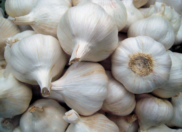 Ozimý širokolistý nepaličák Štěpán