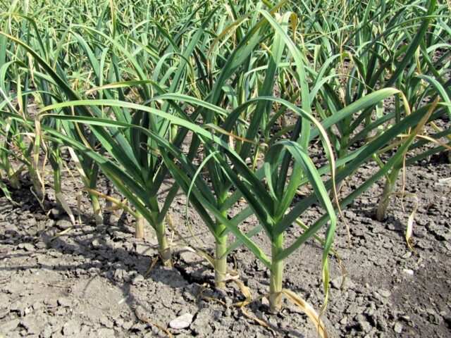 Porost česneku Štěpán