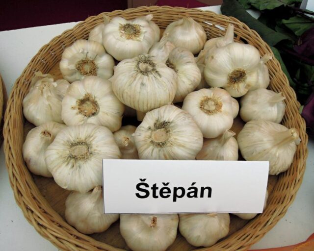 Česnek Štěpán