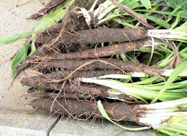 Černý kořen čerstvá sklizeň