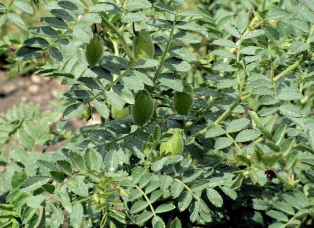 Rostlina cizrna beraní