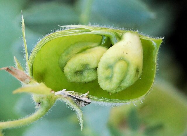 Cizrna k jídlu lusku