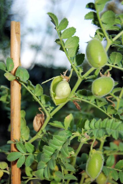 Cizrna beraní semena vhodná ke konzumu