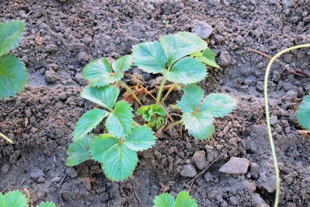 V září vysazujeme jahodníky