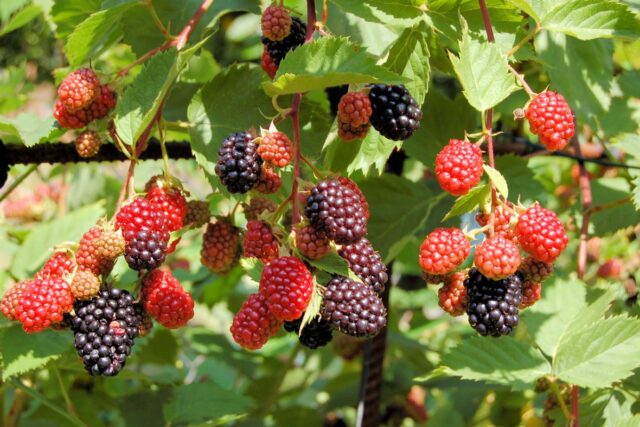 Ostružiny sklizňová zralost