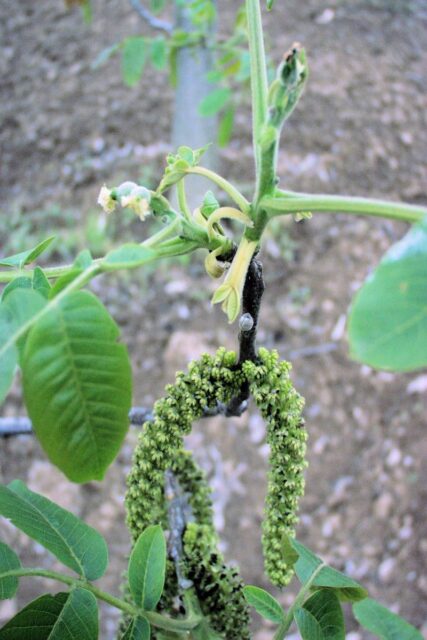 Samčí i samičí květy ořešáku