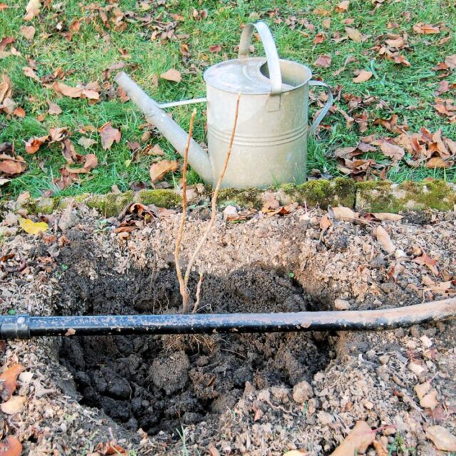 Podzimní výsadba postup