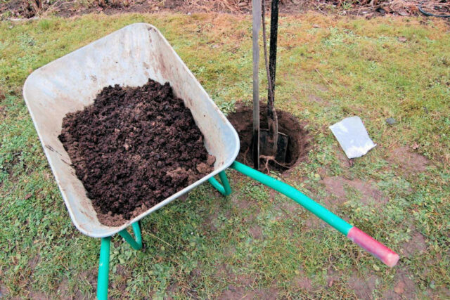 Podzimní výsadba dřevin