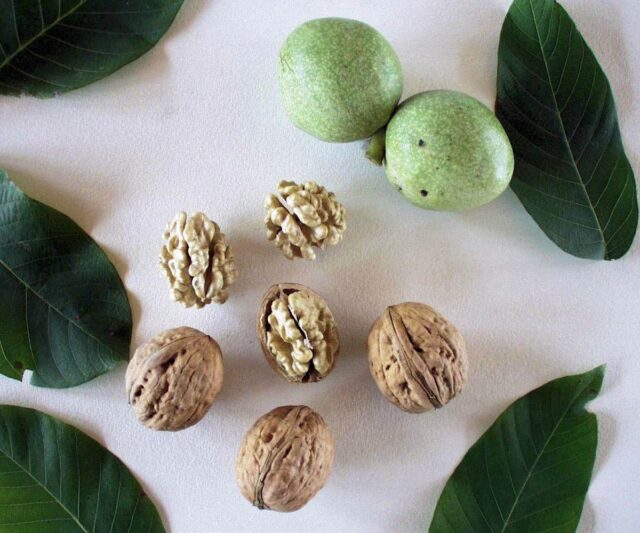 V sortimentu odrůd ořešáku zaujme Apollo