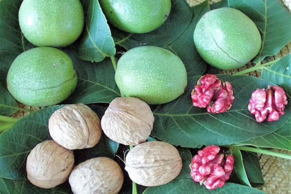 V sortimentu odrůd ořešáku najdeme i červenojádré odrůdy