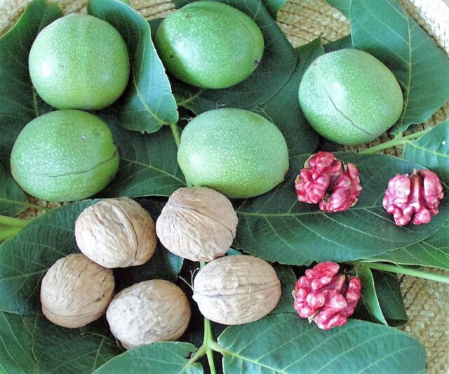 V sortimentu odrůd ořešáku najdeme i červenojádré odrůdy