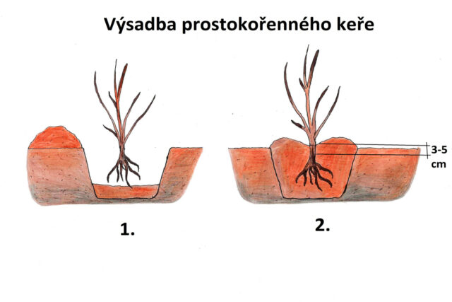 Výsadba prostokořenných keřů na podzim