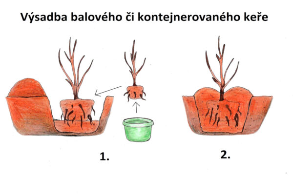 Podzimní výsadba dřevin s balem