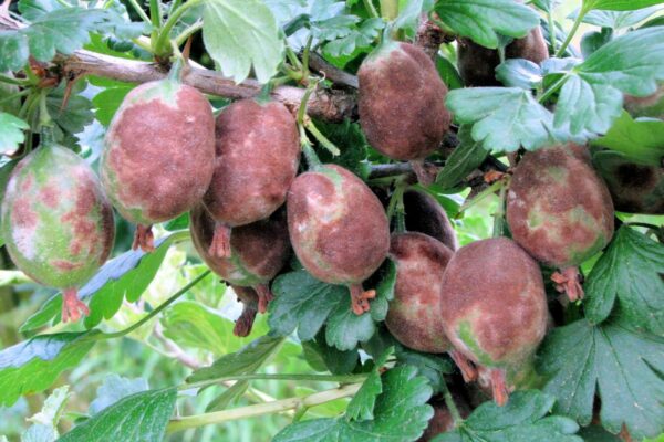 Hnědé padlí na plodech angreštu