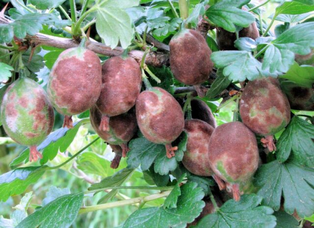 Hnědé padlí na plodech angreštu