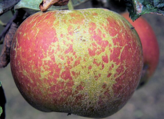 Padlí na plodu jablka