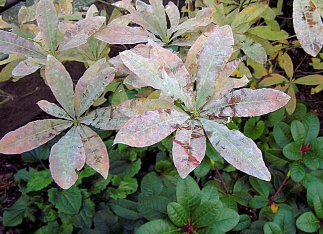 Listy azalky napadené padlím