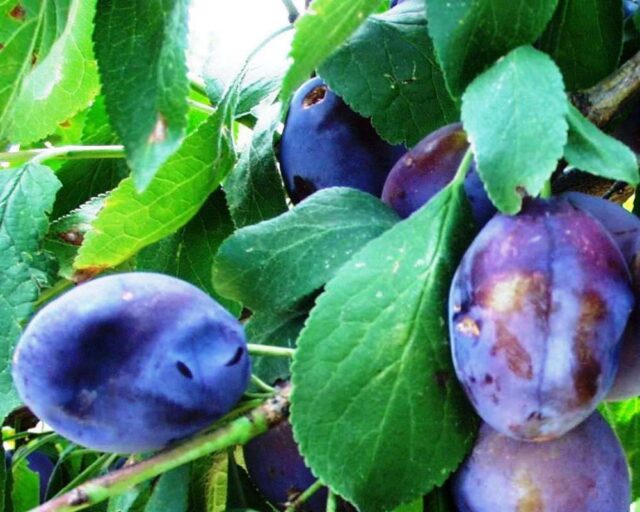 Šárka na plodech švetky