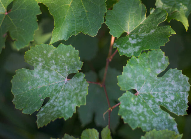 Padlí na listech révy