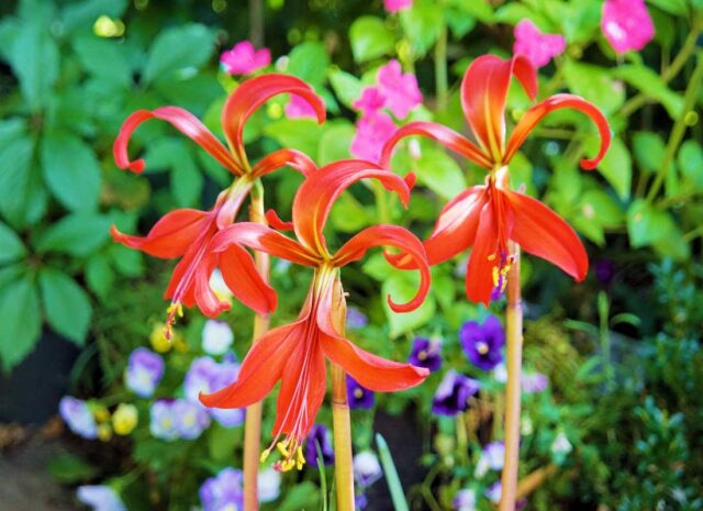 Jakubská lilie - (Sprekelia formosissima)